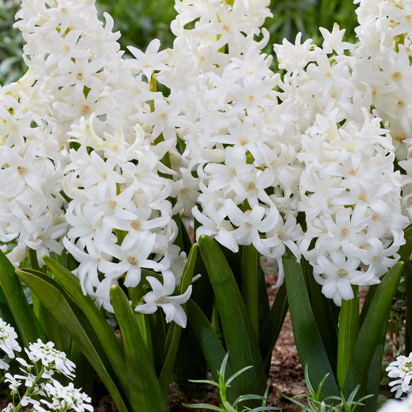 Jacinto - 10 Pzs - Hyacinthus 'carnegie' - Bulbos De Flores - Blanco