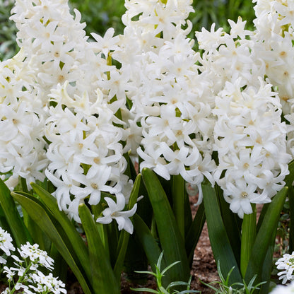 Jacinto - 10 Pzs - Hyacinthus 'carnegie' - Bulbos De Flores - Blanco