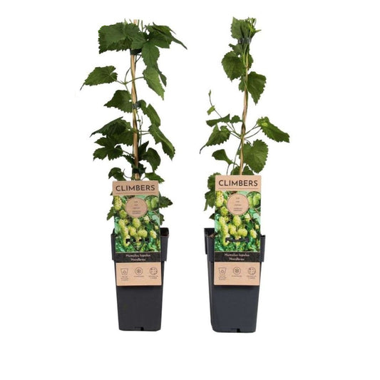 Plantas De Lúpulo - 2 Pzs - Humulus Lupulus 'nordbrau' - Altura 50-60cm - ⌀15cm_0