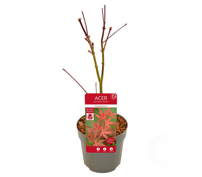 Acer Palmatum Atropurpureum M10 35cm_1