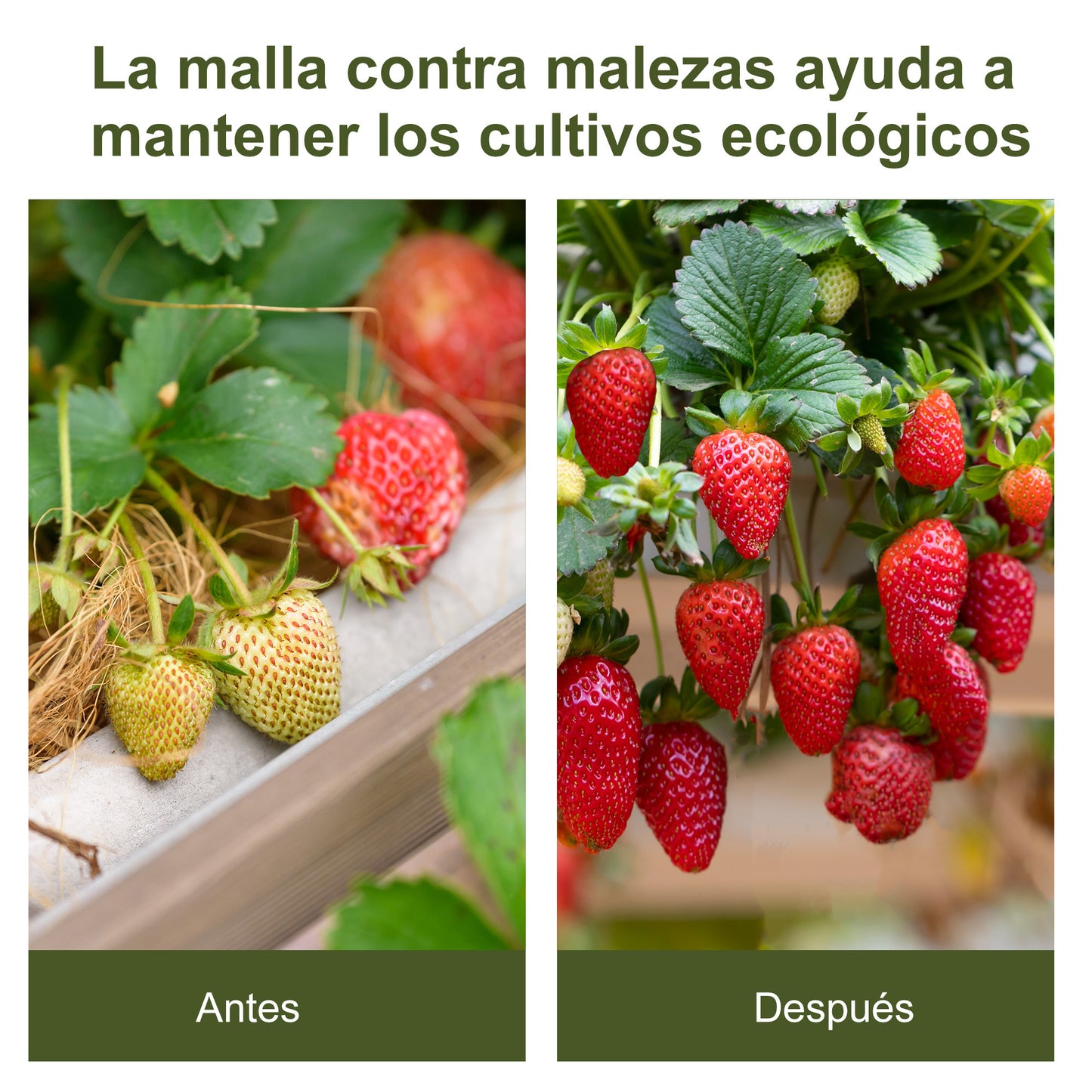 Outsunny Rollo De Malla Geotextil 2x50 M Malla De Jardín Contra Malas Hierbas_4