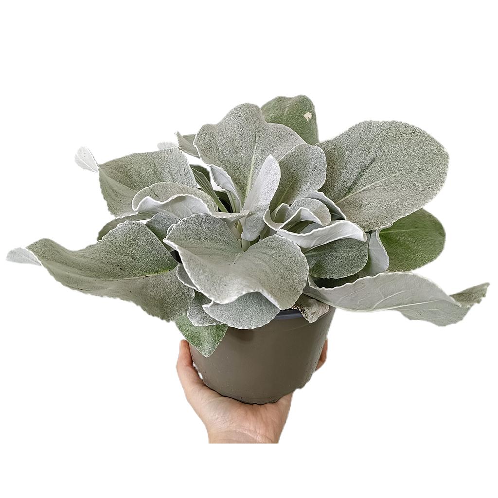Senecio Angel Wings M17_0