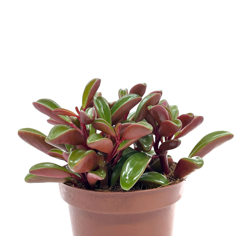 Peperomia Graveolens Cactus Y Suculentas M10 cm Ø_1