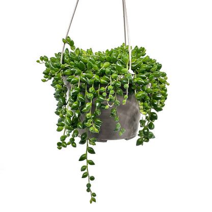 Senecio Herreianus Maceta colgante Cactus Y Suculentas M8,5 cm Ø_0