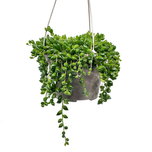 Senecio Herreianus Maceta colgante Cactus Y Suculentas M8,5 cm Ø_0