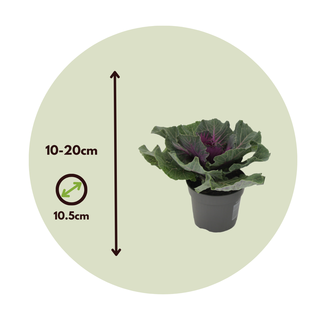 Col Ornamental - 3 Pzs - Brassica Oleracea - Altura 10-20cm - ⌀105cm_2