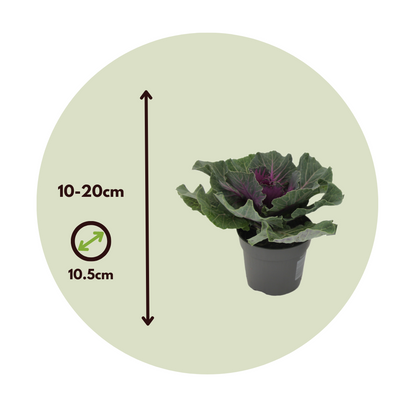 Col Ornamental - 6 Pzs - Brassica Oleracea - Altura 10-20cm - ⌀105cm_2