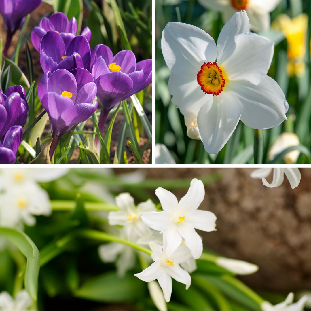 Caja Jardín Sombrío - 50 Bulbos Para Sombra & Semisombra