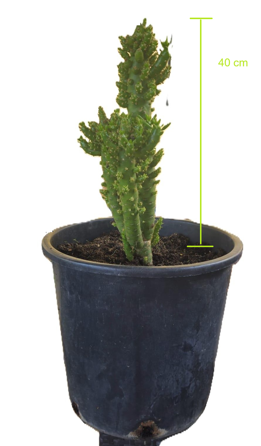 Cactus Alfiler De Eva, Maceta De 24 Cm._0
