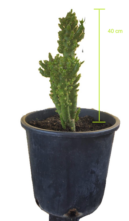 Cactus Alfiler De Eva, Maceta De 24 Cm._0