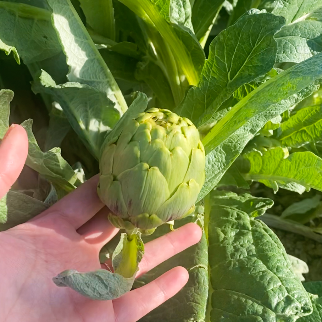 Corazones De Alcachofas 290g._2