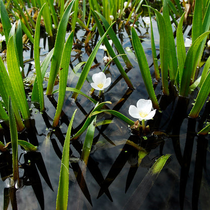 Estratiote Stratiotes Aloides Estanque - 6 Uds Planta Oxigenante Flotante_1
