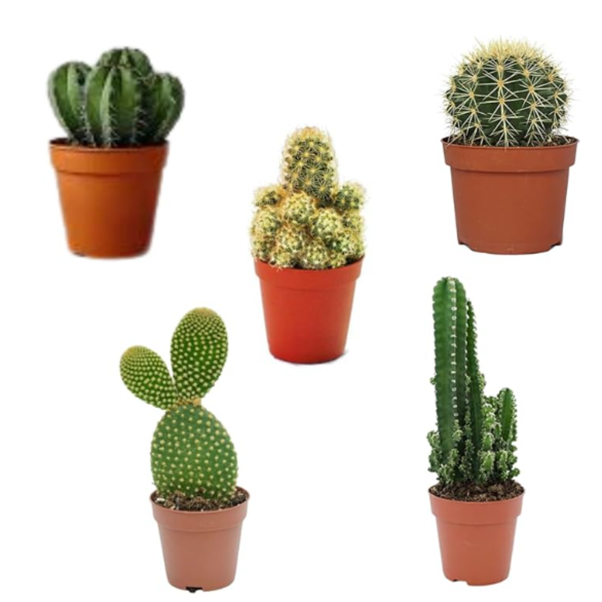 Pack 5 Cactus Naturales Diferentes En Maceta De 5cm Para Decorar Tu Hogar U Oficina_1