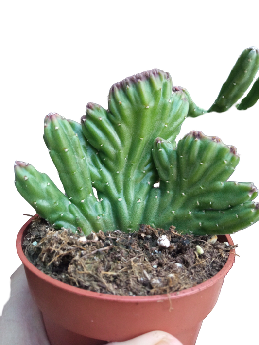 Stapelia Lendertziae Cristata Planta Suculenta Ø8_0