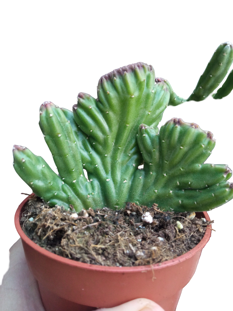 Stapelia Lendertziae Cristata Planta Suculenta Ø8