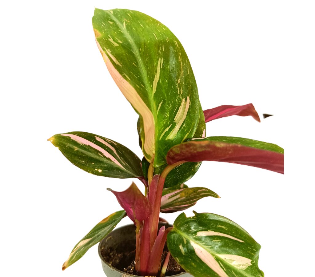 Calathea Magicstar M6_2