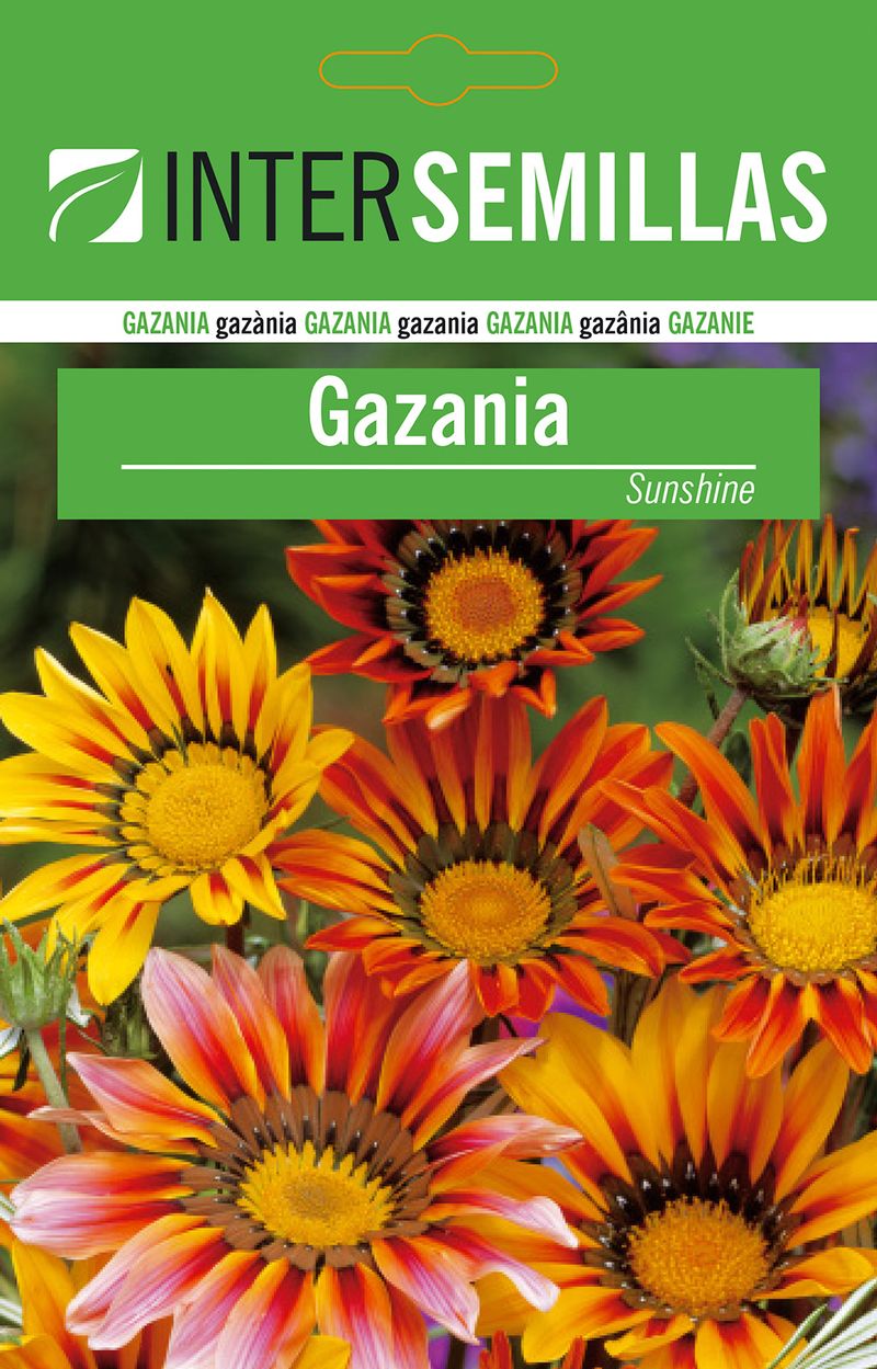 Sobre Semillas Gazania Flores