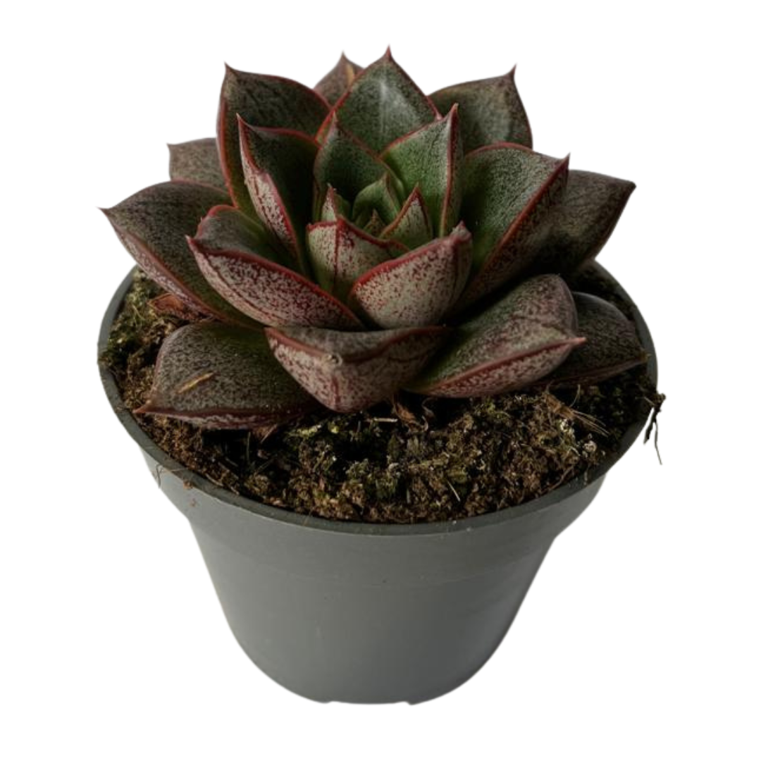 Echeveria Purporosum Green Suculenta De Hojas Verdes Para Decoración Interior_0