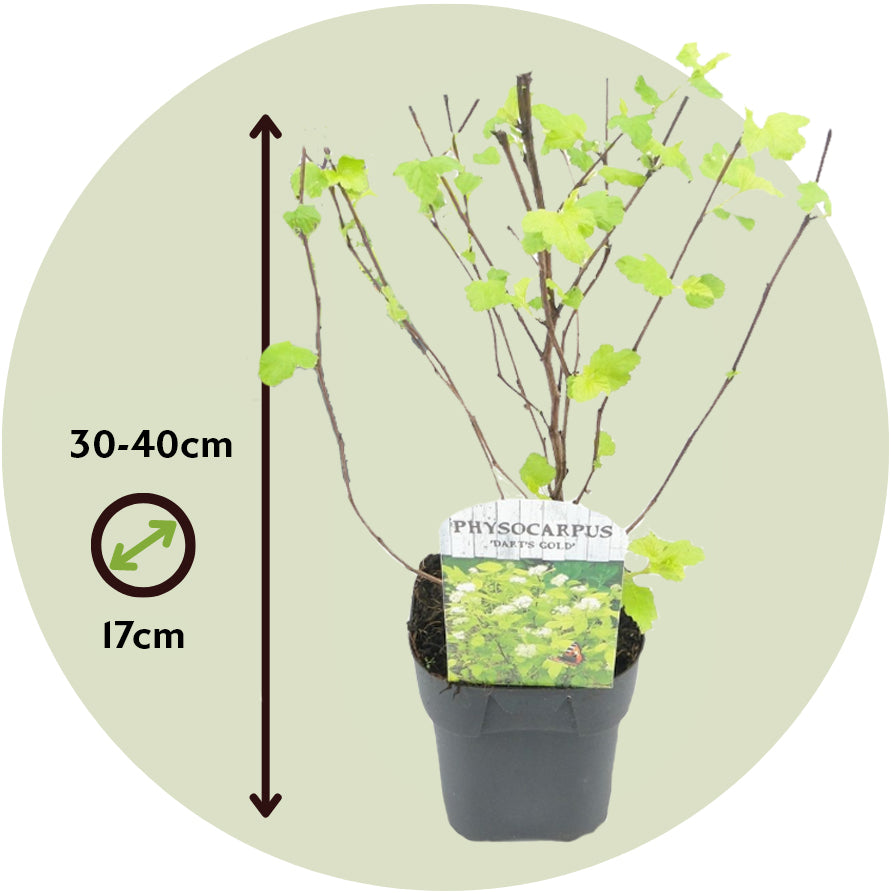 Ninebark - 2 Pzs - Physocarpus Opulifolius 'dart's Gold' - A30-40cm - ⌀17cm_2