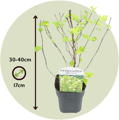 Ninebark - 4 Pzs - Physocarpus Opulifolius 'dart's Gold' - A30-40cm - ⌀17cm_2