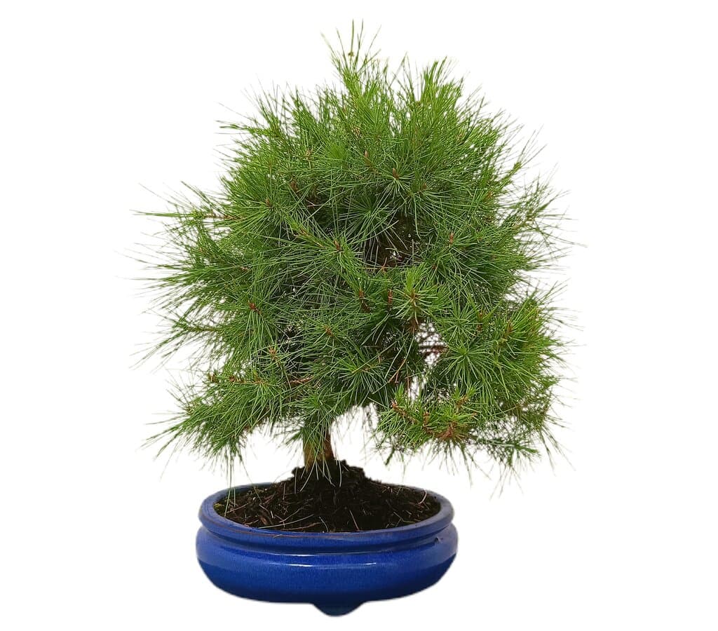 Bonsái Pinus Halepensis 14 Años (pino Carrasco)_0