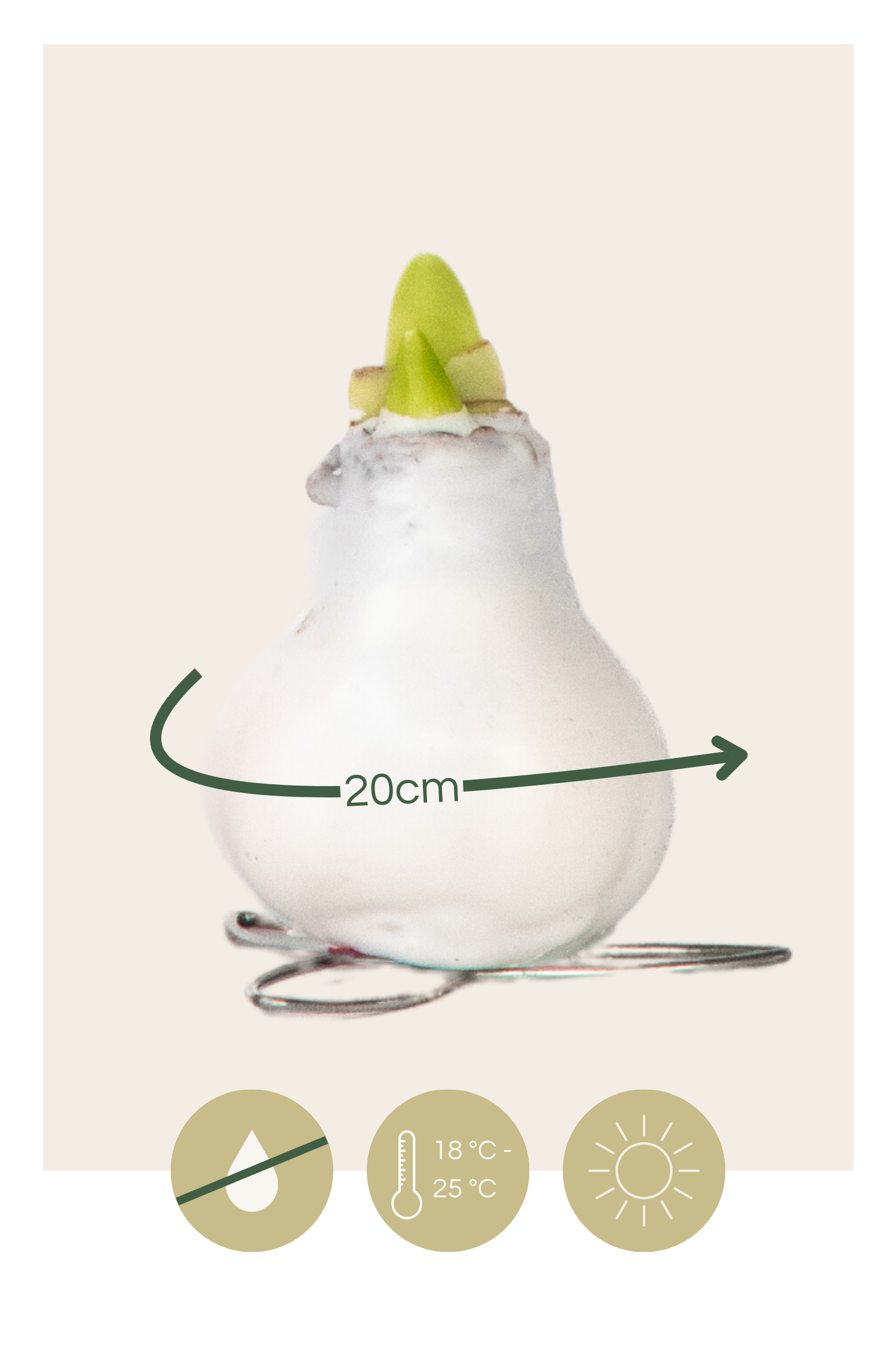 Amarilis - Hippeastrum 'wax Mix Red White' - Bulbo De Flor - Rojo_2