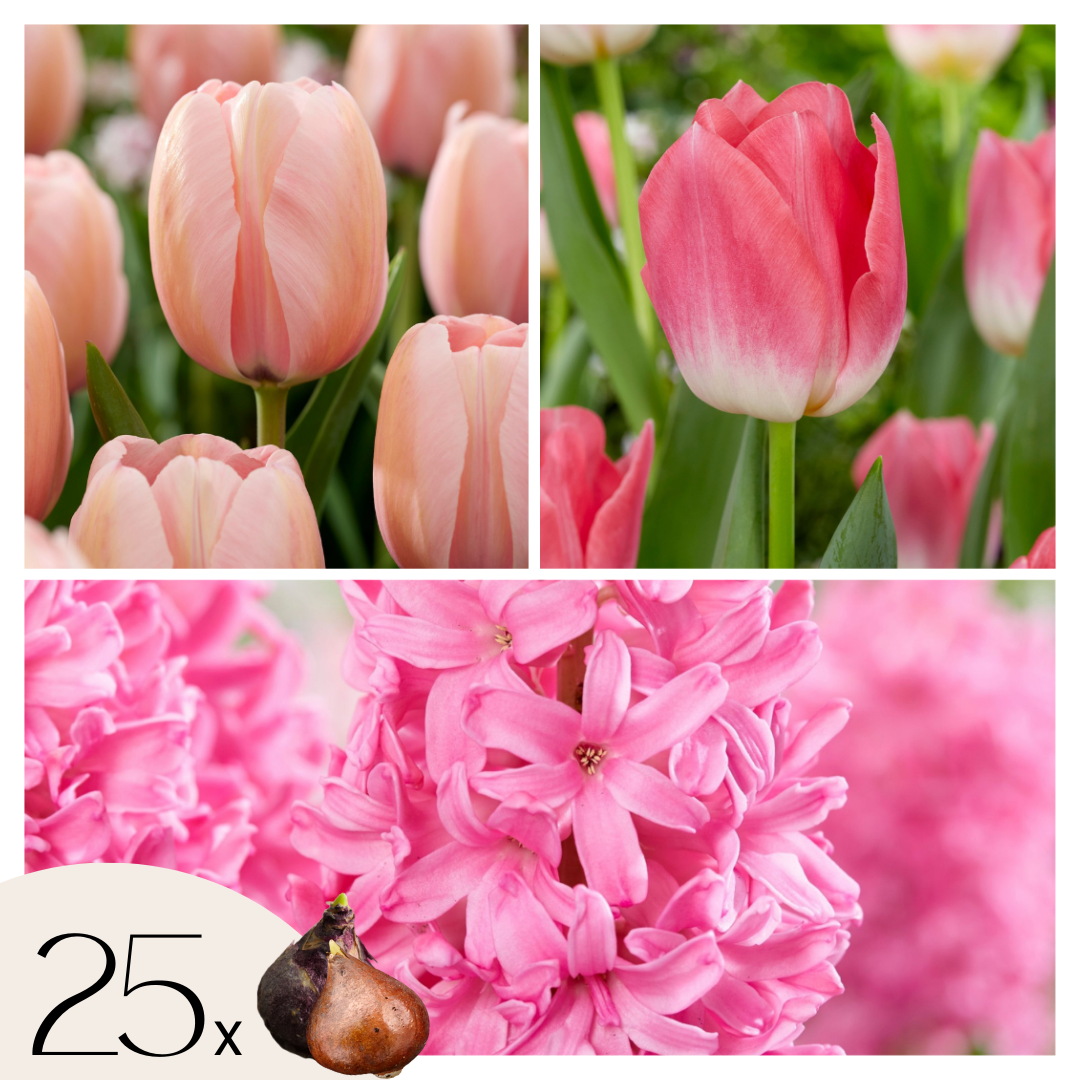 Mezcla De Bulbos De Flor - 25 Pzs - Tulipa Hyacinthus - Bulbos De Flores_0
