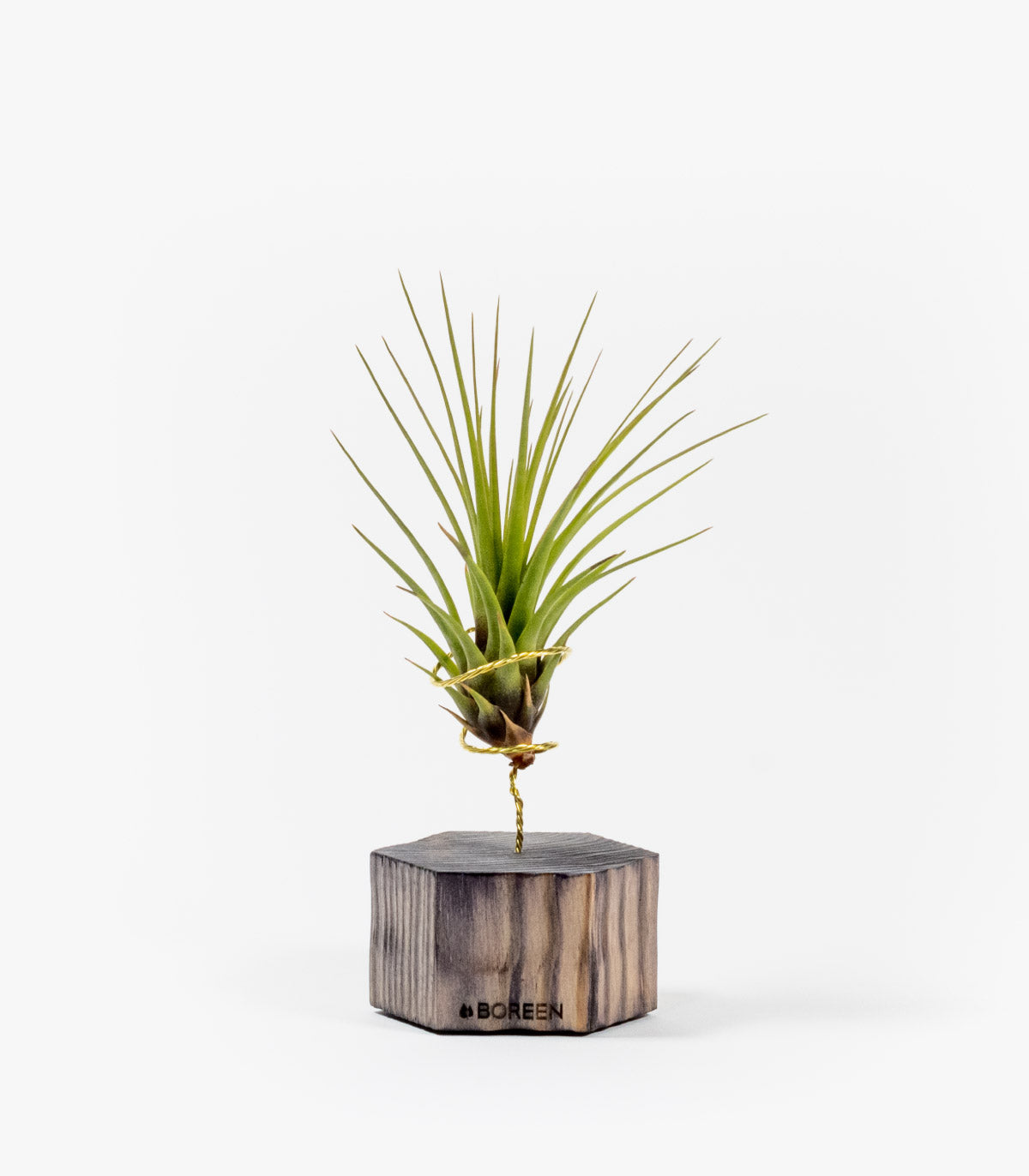 Planta De Aire Tillandsia Tricolor Con Hexágono De Madera_0