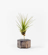 Planta De Aire Tillandsia Tricolor Con Hexágono De Madera