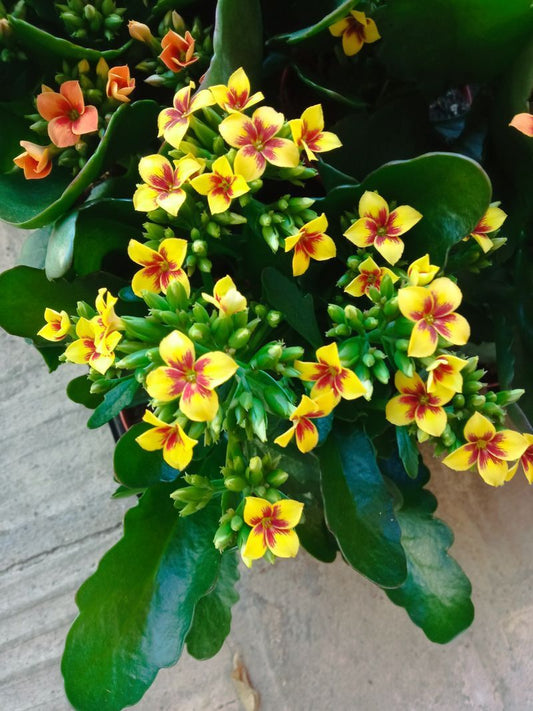 Kalanchoe Tigre Bicolor Amarillo Planta Maceta Ø10_0