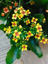 Kalanchoe Tigre Bicolor Amarillo Planta Maceta Ø10