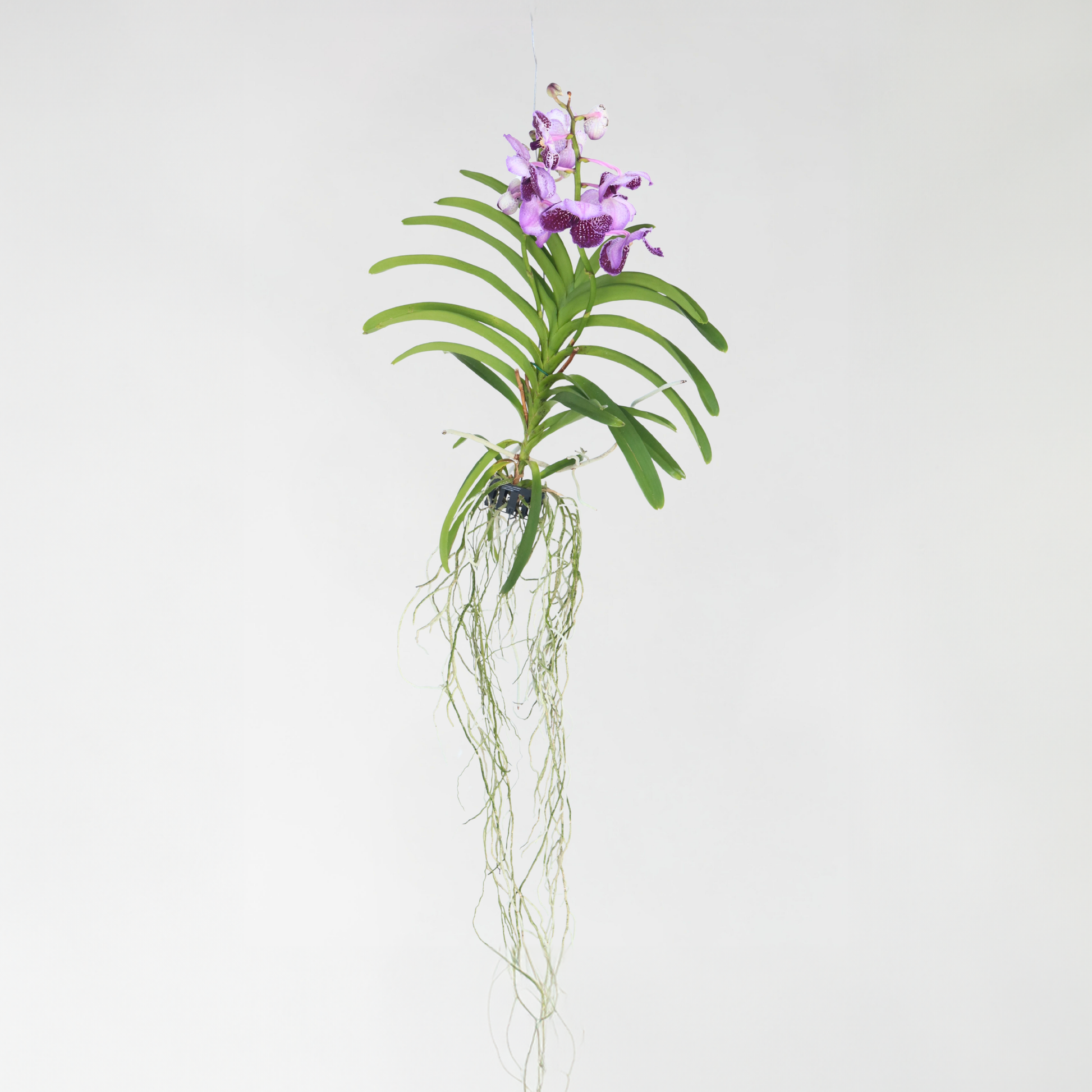 Orquídea Vanda - Vanda 'lila' - Altura 55-65cm