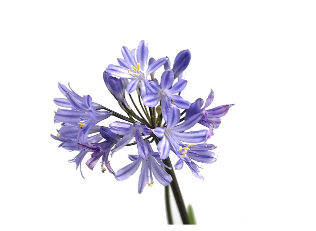 Agapanthus Africanus (peter Pan) M19 50cm_1