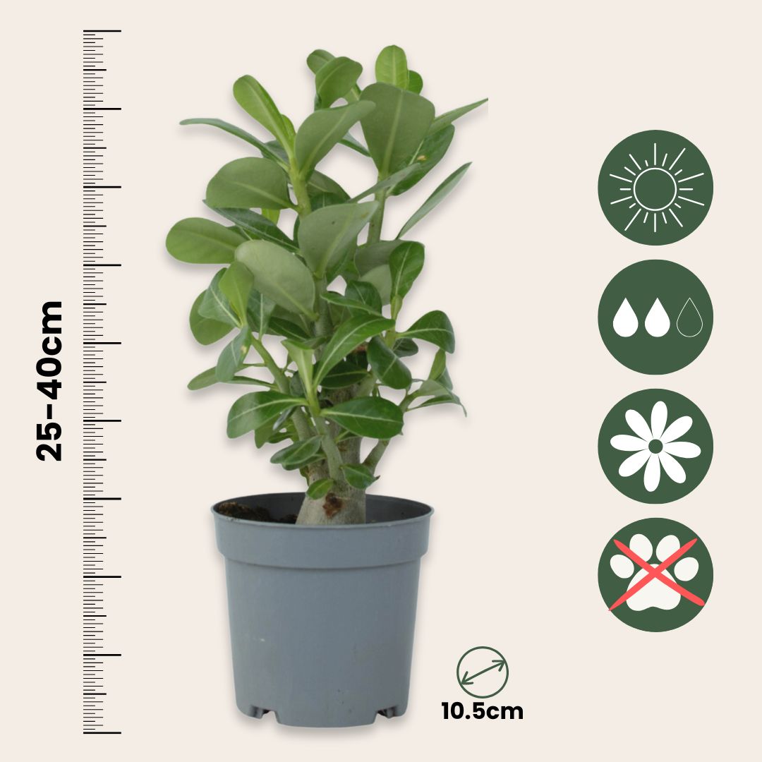 Rosa Del Desierto - 4 Pzs - Adenium Obesum - Altura 25-40cm - ⌀105cm_2
