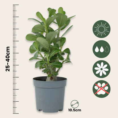 Rosa Del Desierto - 2 Pzs - Adenium Obesum - Altura 25-40cm - ⌀105cm_2