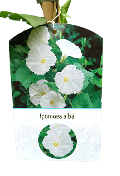 Ipomea Alba 180cm M20_1