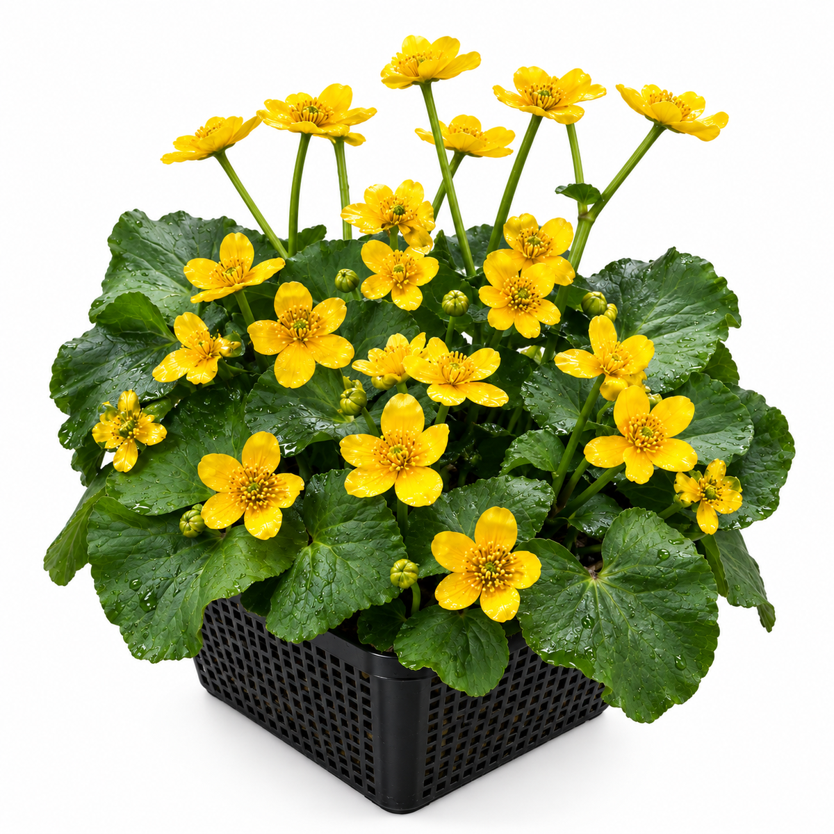 Calta Palustre Caltha Palustris Estanque - Set 4 Plantas Con Cesta Y Sustrato_0