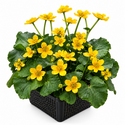 Calta Palustre Caltha Palustris Estanque - Set 4 Plantas Con Cesta Y Sustrato_0