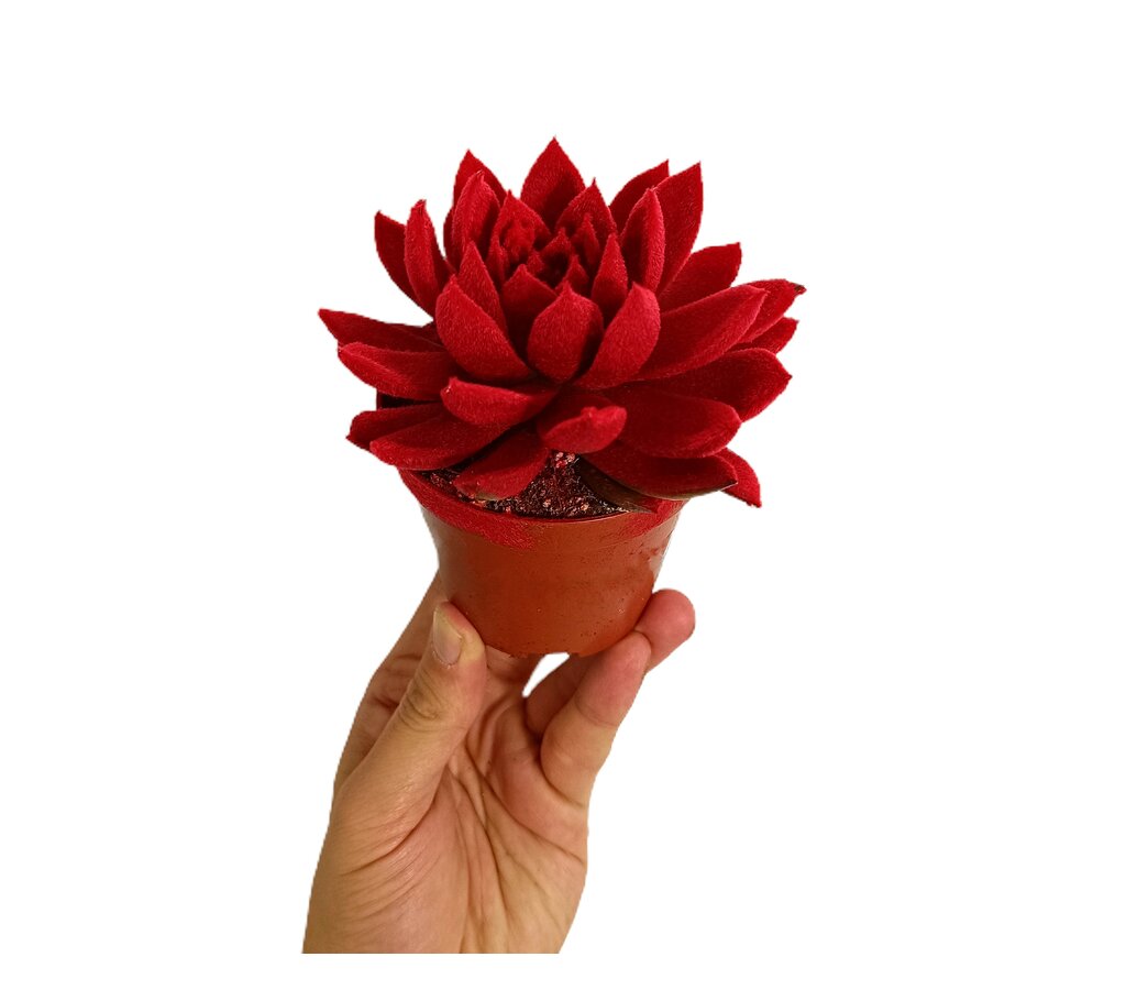 Echeveria Velvet M8_0
