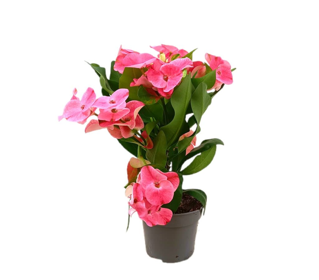 Euphorbia Siraya M14_0