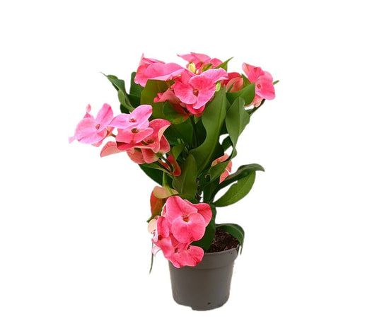 Euphorbia Siraya M14_0