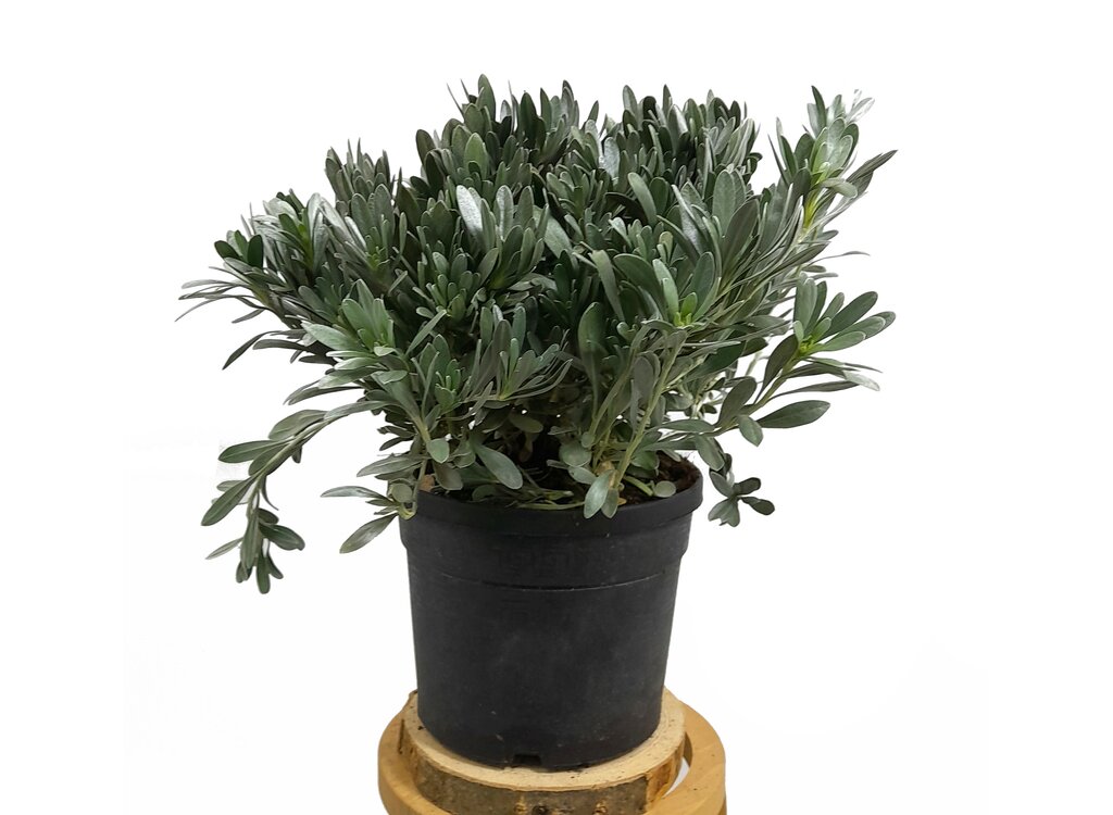 Convolvulus Cneorum M19_0