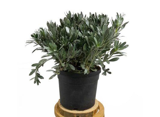 Convolvulus Cneorum M19_0