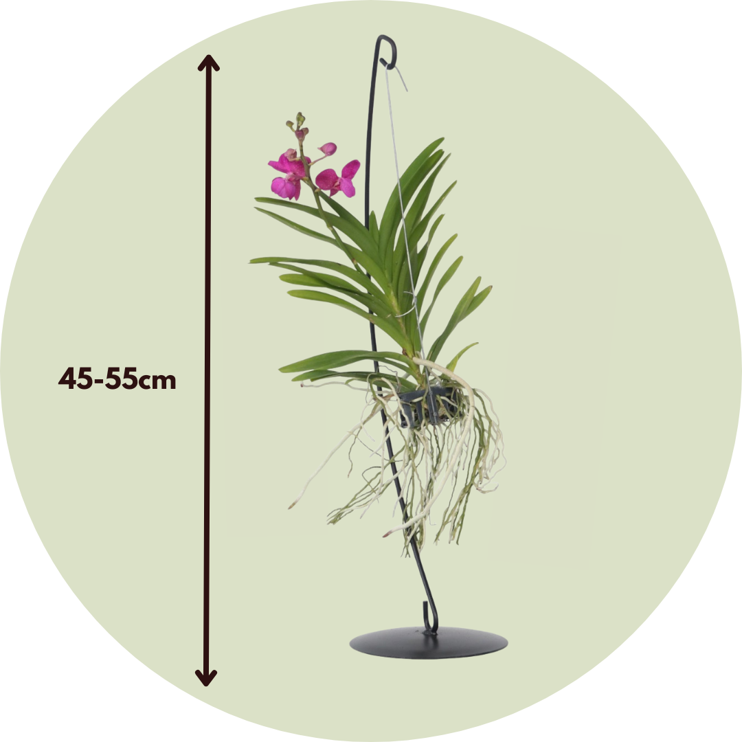 Orquídea Vanda - Vanda 'pink' - Altura 45-55cm_2