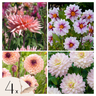 Tubérculos De Dalia - 4 Pzs - Dahlia 'salmon Love' - Rosa