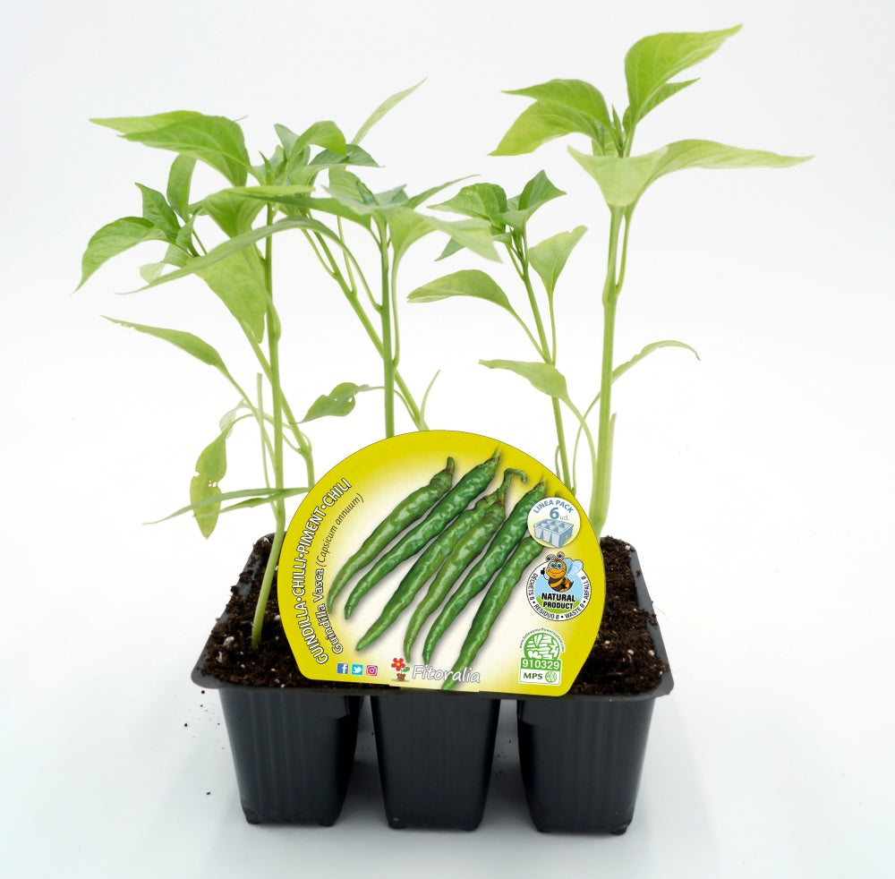 Pack Plantones Pimiento Picante Guindilla Vasca 6 Ud. Natural - Fitoralia_0