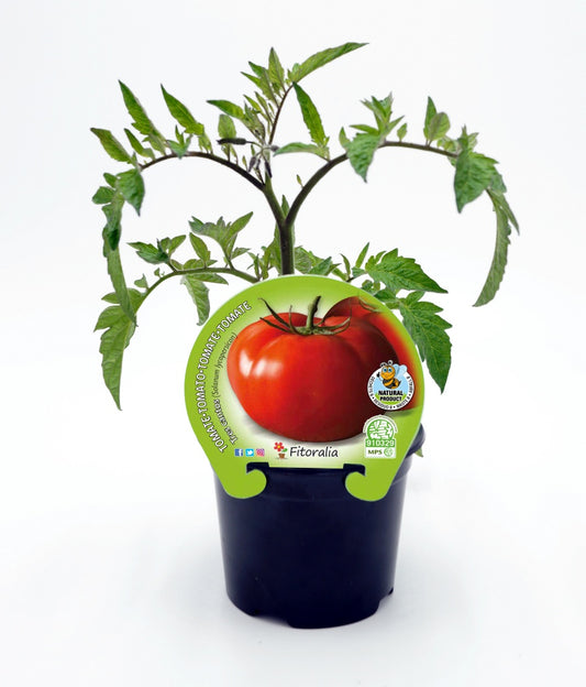 Plantón Tomate Tres Cantos En Maceta 10,5 Cm. Natural - Fitoralia_0