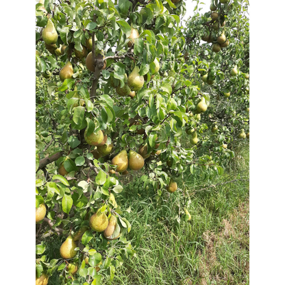 Zumo de Pera Bio ékolo 200 ml