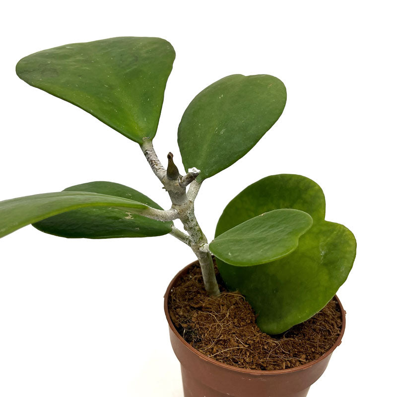 Hoya Kerrii Planta Corazon Cactus Y Suculentas_2