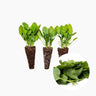 Plantón Espinaca 10 Unidades - PlantaBo